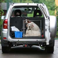 Vans Cars Shovel Exhibitor Dog Show Show