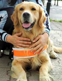Eurostar Europe Assistance Dog Dogs For