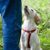 Dog Adoption Breed Rescue Car Travel