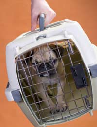 Dog Exercise Cages Crates Seat Belts