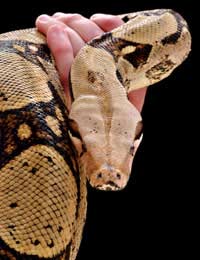 Snakes Move Home Vivarium Salmonella