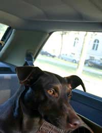 Car Pet Dog Cage Seat Belt Owner