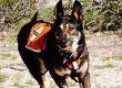 Search and Rescue Animals and Travel