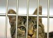 Putting Your Pet into a Kennel or Cattery