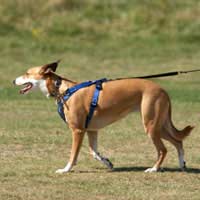 Lead Harness Walking Pet Dog Cat Ferret