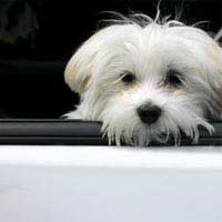 Car Pets Heat Cold Hot Water Bloat