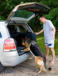 Pets Car Caravan Motor Home Cage Harness