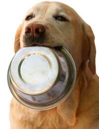 Pets Pet Food Picnics Water Dried