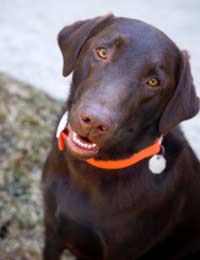 Kennel Dog Labrador Boarding Rescue