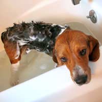 Grooming A Pet While Travelling