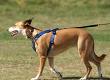 Using a Lead and Harness When Travelling With a Pet