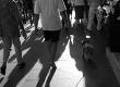 Getting Pets Used to Strangers When Travelling
