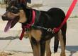 General Pet Travel Training