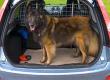 Pet Car Sickness
