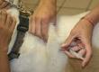Pet Jabs, Pills and Potions for Travelling