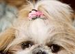 Pet Beds and Covers
