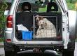 How Your Pet Will Sleep When Travelling