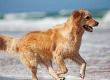 Protect You and Your Pet Against Dogs on the Loose