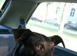 Crates and Cages for Transporting Your Pet