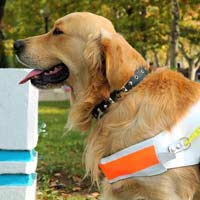 Guide Dog Defra Ferries Trains Airport