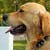 Travelling with Guide Dogs