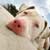 Your Pet and Your Holiday Neighbours