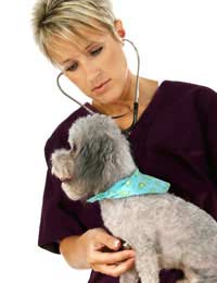 Pet Travel Animal Insurance Policy Lost