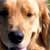 Moving Home With Your Pet