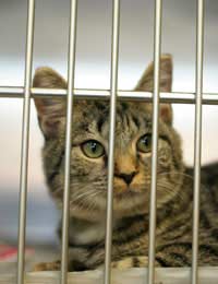 Quarantine Kennels Defra Pets Animals