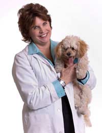 Dog Vet Travel Veterinary Uk Language