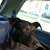 Pet Safety in the Car